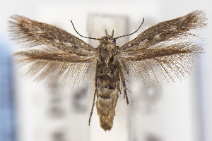  ( - USNMENT01141824)  @11 [ ] Unspecified (default): All Rights Reserved (2021) Jean-Francois Landry Canadian National Collection