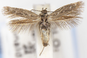  ( - USNMENT01141830)  @11 [ ] Unspecified (default): All Rights Reserved (2021) Jean-Francois Landry Canadian National Collection