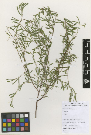  (Mimosa magentea - IIBCE40)  @11 [ ] Copyright (2020) Unspecified Universidad de la Republica, Facultad de Agronomia, Bernardo Rosengurtt Herbarium