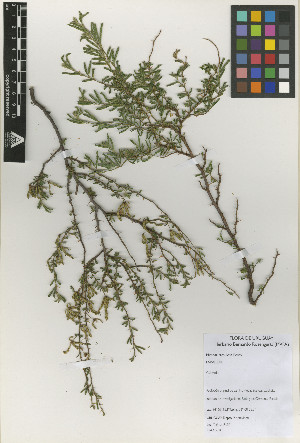  (Mimosa ramulosa - IIBCE43)  @11 [ ] Copyright (2023) Unspecified Universidad de la Republica, Facultad de Agronomia, Bernardo Rosengurtt Herbarium