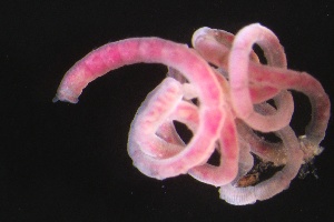  ( - ZMBN_160953)  @11 [ ] Creative Commons BY NC SA (2024) University of Bergen Natural History Collections