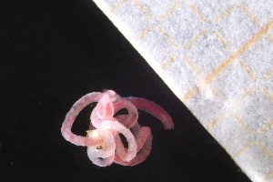  ( - ZMBN_160953)  @11 [ ] Creative Commons BY NC SA (2024) University of Bergen Natural History Collections