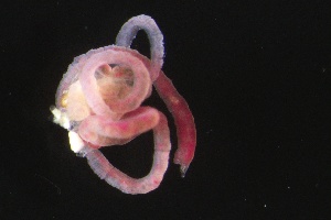  ( - ZMBN_160954)  @11 [ ] Creative Commons BY NC SA (2024) University of Bergen Natural History Collections