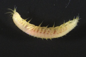  ( - ZMBN_160979)  @11 [ ] Creative Commons BY NC SA (2024) University of Bergen Natural History Collections