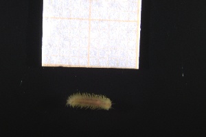  ( - ZMBN_160979)  @11 [ ] Creative Commons BY NC SA (2024) University of Bergen Natural History Collections