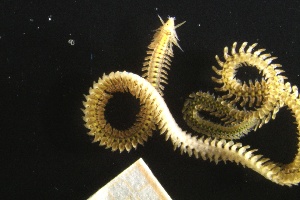  ( - ZMBN_161006)  @11 [ ] Creative Commons BY NC SA (2024) University of Bergen Natural History Collections