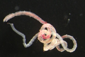  ( - ZMBN_161018)  @11 [ ] Creative Commons BY NC SA (2024) University of Bergen Natural History Collections