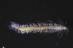  ( - ZMBN_161068)  @11 [ ] Creative Commons BY NC SA (2024) University of Bergen Natural History Collections
