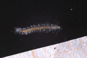  ( - ZMBN_161068)  @11 [ ] Creative Commons BY NC SA (2024) University of Bergen Natural History Collections