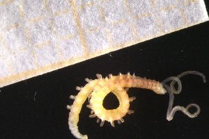  ( - ZMBN_161080)  @11 [ ] Creative Commons BY NC SA (2024) University of Bergen Natural History Collections