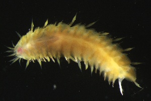  ( - ZMBN_161082)  @11 [ ] Creative Commons BY NC SA (2024) University of Bergen Natural History Collections