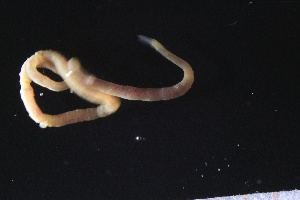  ( - ZMBN_161156)  @11 [ ] Creative Commons BY NC SA (2024) University of Bergen Natural History Collections