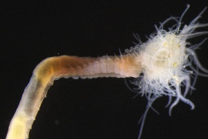  ( - ZMBN_161163)  @11 [ ] Creative Commons BY NC SA (2024) University of Bergen Natural History Collections