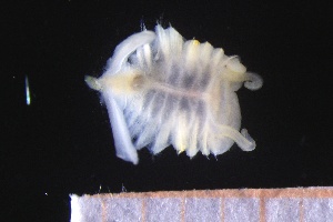  ( - ZMBN_161166)  @11 [ ] Creative Commons BY NC SA (2024) University of Bergen Natural History Collections