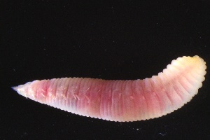  (Travisiidae - ZMBN_161219)  @11 [ ] Creative Commons BY NC SA (2024) University of Bergen Natural History Collections