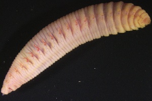  ( - ZMBN_161226)  @11 [ ] Creative Commons BY NC SA (2024) University of Bergen Natural History Collections