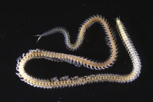  ( - ZMBN_161245)  @11 [ ] Creative Commons BY NC SA (2024) University of Bergen Natural History Collections