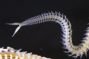  ( - ZMBN_161245)  @11 [ ] Creative Commons BY NC SA (2024) University of Bergen Natural History Collections