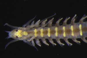  ( - ZMBN_161245)  @11 [ ] Creative Commons BY NC SA (2024) University of Bergen Natural History Collections
