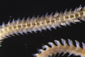  ( - ZMBN_161245)  @11 [ ] Creative Commons BY NC SA (2024) University of Bergen Natural History Collections