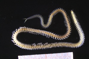  ( - ZMBN_161245)  @11 [ ] Creative Commons BY NC SA (2024) University of Bergen Natural History Collections