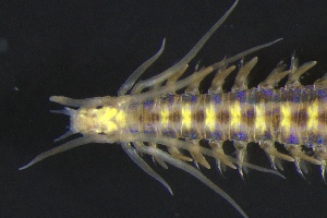  ( - ZMBN_161257)  @11 [ ] Creative Commons BY NC SA (2024) University of Bergen Natural History Collections