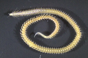  ( - ZMBN_161257)  @11 [ ] Creative Commons BY NC SA (2024) University of Bergen Natural History Collections