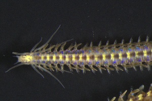 ( - ZMBN_161257)  @11 [ ] Creative Commons BY NC SA (2024) University of Bergen Natural History Collections