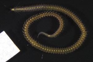  ( - ZMBN_161257)  @11 [ ] Creative Commons BY NC SA (2024) University of Bergen Natural History Collections