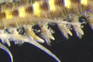  ( - ZMBN_161258)  @11 [ ] Creative Commons BY NC SA (2024) University of Bergen Natural History Collections