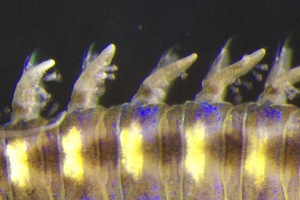  ( - ZMBN_161258)  @11 [ ] Creative Commons BY NC SA (2024) University of Bergen Natural History Collections