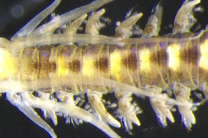  ( - ZMBN_161258)  @11 [ ] Creative Commons BY NC SA (2024) University of Bergen Natural History Collections