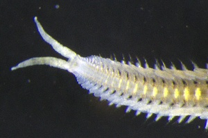  ( - ZMBN_161258)  @11 [ ] Creative Commons BY NC SA (2024) University of Bergen Natural History Collections