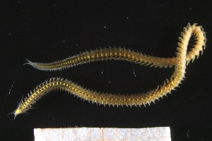  ( - ZMBN_161258)  @11 [ ] Creative Commons BY NC SA (2024) University of Bergen Natural History Collections