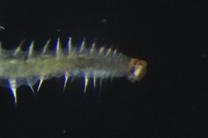  (Polydorini - ZMBN_161308)  @11 [ ] Creative Commons BY NC SA (2024) University of Bergen Natural History Collections