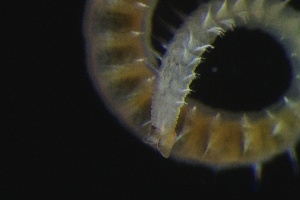  (Polydorini - ZMBN_161323)  @11 [ ] Creative Commons BY NC SA (2024) University of Bergen Natural History Collections