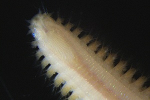  ( - ZMBN_161336)  @11 [ ] Creative Commons BY NC SA (2024) University of Bergen Natural History Collections