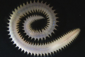  ( - ZMBN_161336)  @11 [ ] Creative Commons BY NC SA (2024) University of Bergen Natural History Collections
