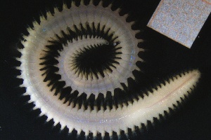  ( - ZMBN_161336)  @11 [ ] Creative Commons BY NC SA (2024) University of Bergen Natural History Collections