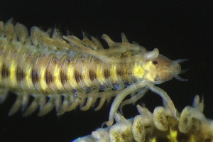  ( - ZMBN_161350)  @11 [ ] Creative Commons BY NC SA (2024) University of Bergen Natural History Collections