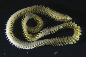  ( - ZMBN_161350)  @11 [ ] Creative Commons BY NC SA (2024) University of Bergen Natural History Collections