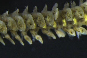  ( - ZMBN_161350)  @11 [ ] Creative Commons BY NC SA (2024) University of Bergen Natural History Collections