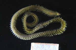  ( - ZMBN_161350)  @11 [ ] Creative Commons BY NC SA (2024) University of Bergen Natural History Collections