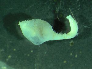  ( - ZMBN_149633)  @11 [ ] Creative Commons BY NC SA (2025) University of Bergen Natural History Collections