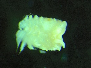  ( - ZMBN_155287)  @11 [ ] Creative Commons BY NC SA (2024) University of Bergen Natural History Collections