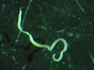  ( - ZMBN_155288)  @11 [ ] Creative Commons BY NC SA (2024) University of Bergen Natural History Collections