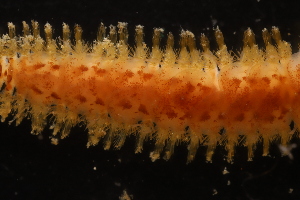  ( - ZMBN_161039)  @11 [ ] Creative Commons BY NC SA (2024) University of Bergen Natural History Collections