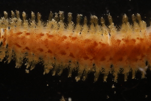  ( - ZMBN_161039)  @11 [ ] Creative Commons BY NC SA (2024) University of Bergen Natural History Collections