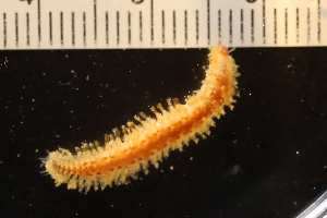  ( - ZMBN_161039)  @11 [ ] Creative Commons BY NC SA (2024) University of Bergen Natural History Collections