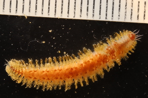  ( - ZMBN_161039)  @11 [ ] Creative Commons BY NC SA (2024) University of Bergen Natural History Collections